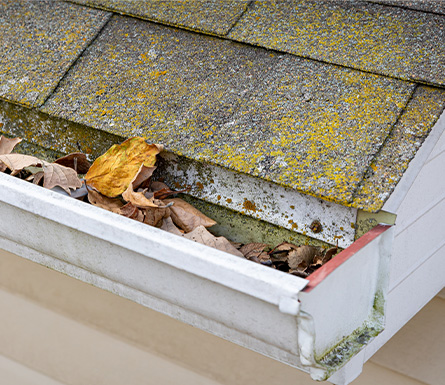 Roof Maintenance in Winter: A Checklist for Oregon Homeowners 3 roof Mold Mildew Fungus Northwest Oregon